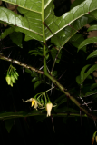 Solanum atropurpureum RCP8-2014 254.JPG